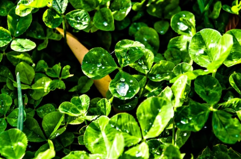 a top view of water drops on plant leaves